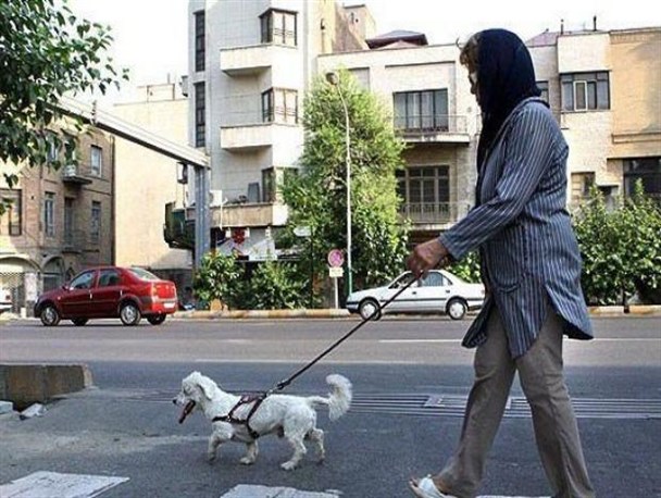 بازی سگ ها در روابط تنهایی/ فرهنگ غرب در بستر ایرانیان