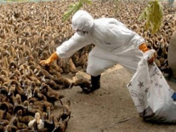 معدوم سازی صدها قطعه پرنده در نقده به علت شیوع آنفولانزای فوق حاد پرندگان