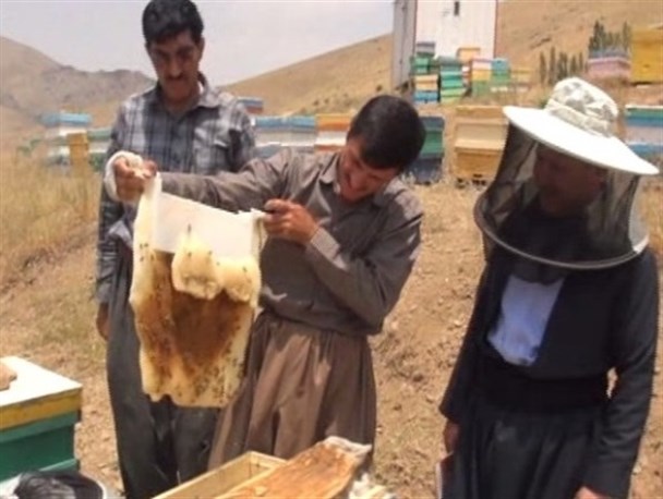 رشد 14 درصدی تولید عسل در کردستان/ کارخانه بسته‌بندی فراورده‌های زنبور عسل در کردستان افتتاح می‌شود
