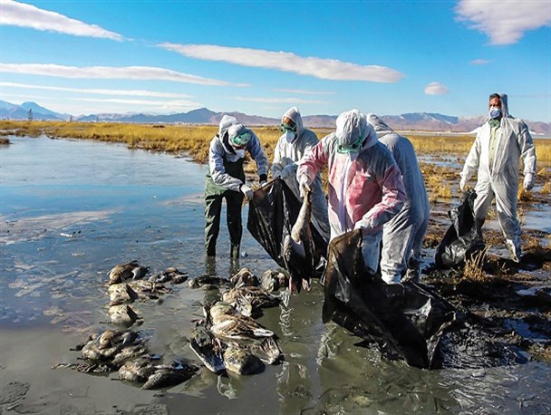 افزایش تلفات آنفلوانزای فوق حاد پرندگان به ۱۱۱۷بال/ دلایل تلفات پرنده های مهاجر در تالاب میقان بررسی شود