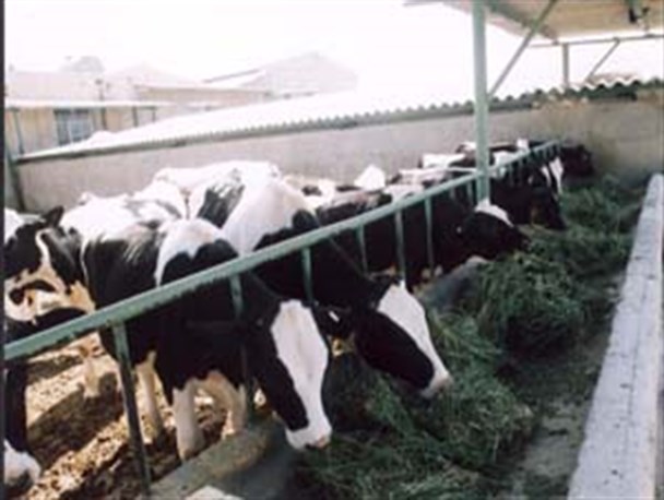 یک واحد پرواربندی گوساله 100 رأسی در قروه به بهره‌برداری رسید