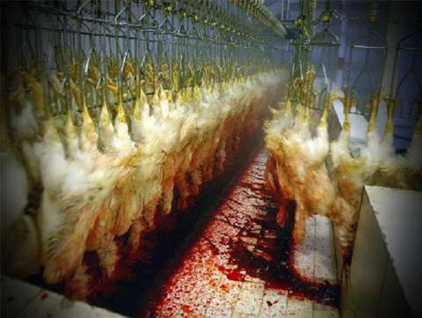 با انجام آزمایش امکان تمدید زمان مصرف مرغ های منجمد منقضی شده وجود دارد