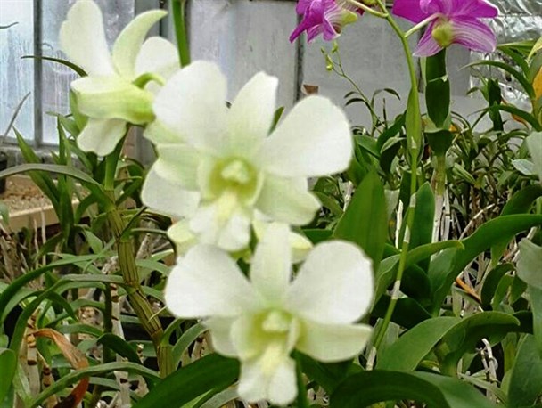 نوشهر آماده برگزاری سومین جشنواره ملی گل ارکیده + تصاویر
