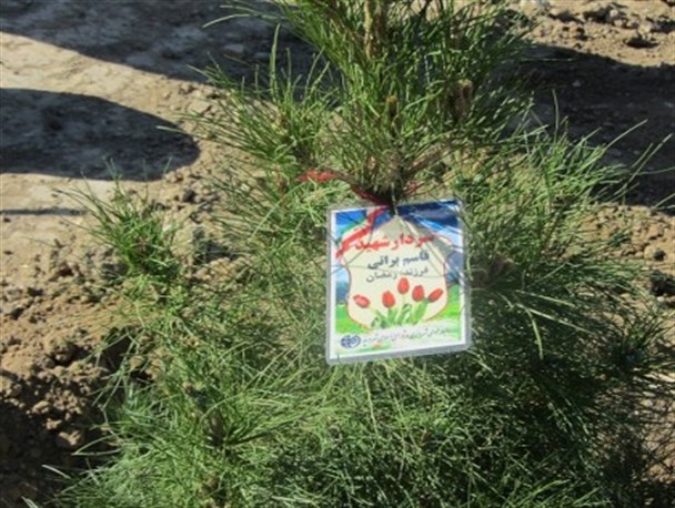 روز درختکاری