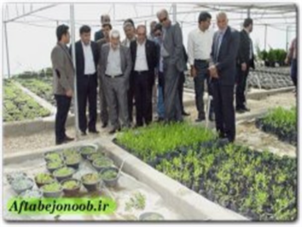 کاشت 36 اصله نهال در شرکت بهره برداری نفت وگاز گچساران