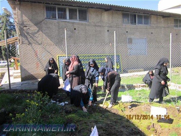 درختکاری بانوان بسیجی علی آبادکتول به نام شهدای زن+تصویر