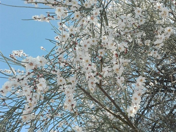شکوفه های بادام در کهگیلویه