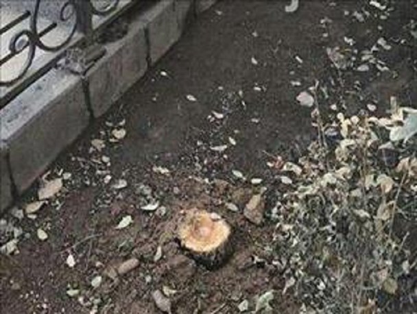 تیشه‌ی منفعت‌طلبان به ریشه‌ی درختان/ قطع درخت در میدان ساعت تبریز به‌خاطر تبلیغات شهری + تصاویر