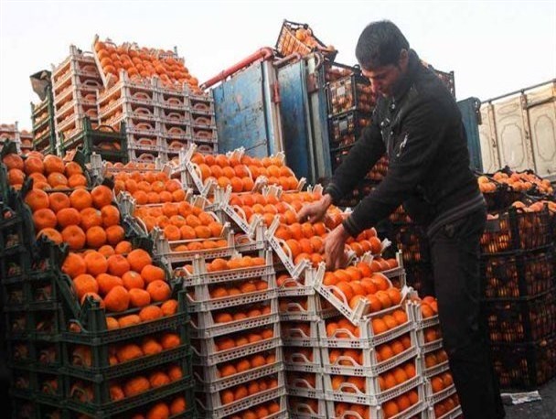 160 تن سیب و پرتقال برای ایام نوروز در بروجرد توزیع می شود