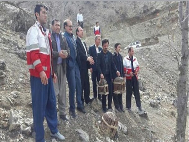 بازگشت 8 قطعه کبک به دامان طبیعت در شهرستان ثلاث باباجانی + تصاویر