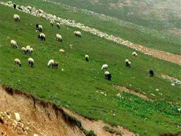 دامداران و عشایر با رعایت فصل چرا، موجبات ابطال پروانه چرا را فراهم نکنند