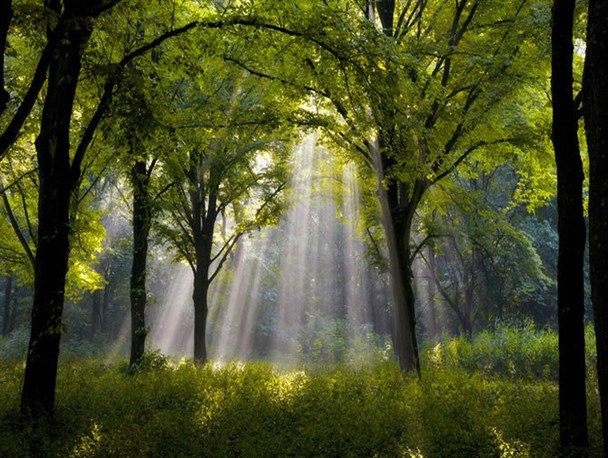 وقتی بهار در دل‌های مهربان به شکوفه می‌نشیند/ سالی نو با آغاز ماهی مبارک