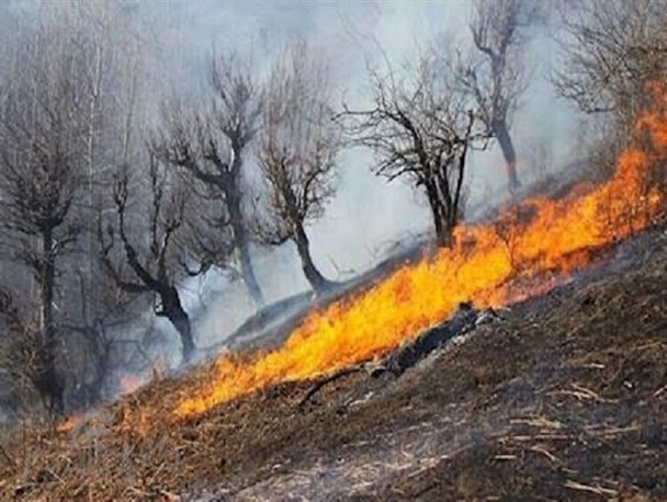 چه تعداد از آتش‌سوزی جنگل‌های بویراحمد عمدی بود؟/ آخرین اقدامات برای مبارزه با آتش‌سوزی‌ها تشریح شد
