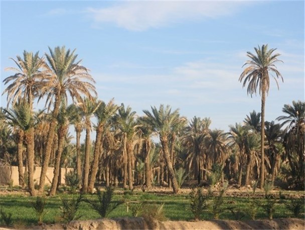فضای سبز شهر اهواز از اصالت خود فاصله گرفته است