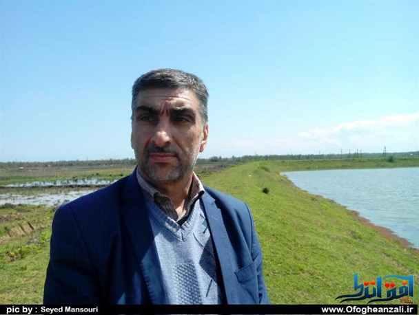 اختصاص بیش از 3220 هکتار از اراضی کشاورزی انزلی به کشت برنج