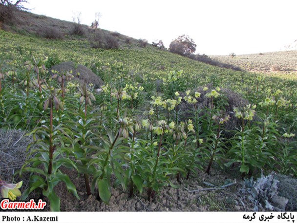 جدیدترین تصاویر از رویشگاه لاله‌های واژگون شهرستان گرمه