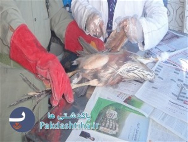 نگهبان کارخانه حواصیل خاکستری را نجات داد
