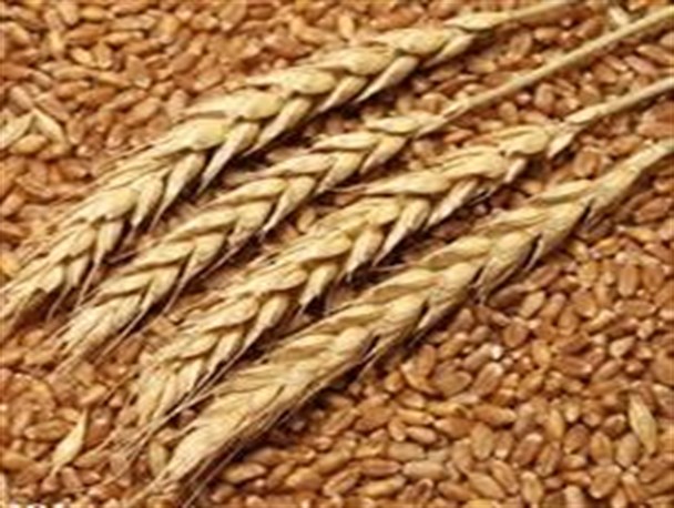 آغاز بکار تنها مرکز تولیدی بذور اصلاح شده در استان در شهرستان ملکان