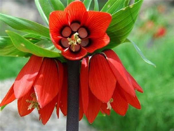 شکوفایی دشت لاله های واژگون در کوهرنگ + تصاویر