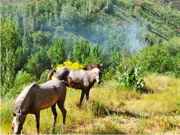 طبیعت رویائی روستای بنه کمر فریدونشهر+ تصاویر