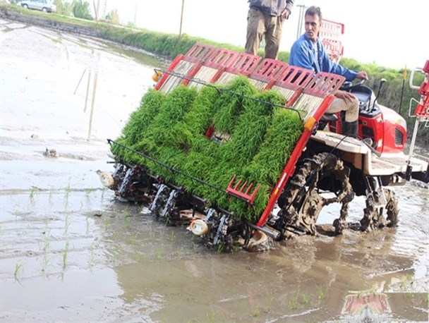 مراسم نخستین نشاء مکانیزه برنج کشور در قائم‌شهر +تصاویر