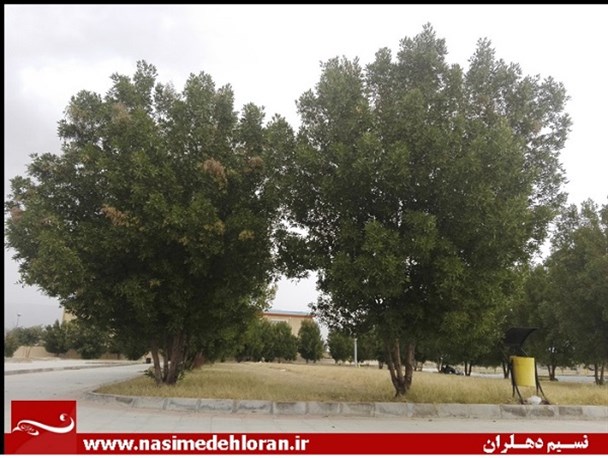 خزان در فضای سبز شورای شهر دهلران/ درخت هایی که خطر سازند