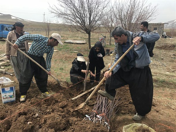 احداث 22 هکتار باغ سیب به صورت پراکنده در دهگلان