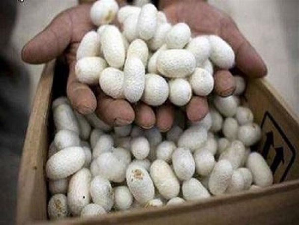 توزیع جعبه‌های تخم نوغان در گالیکش آغاز می‌شود / برای اولین بار تخم نوغان تفریخ شده در گالیکش توزیع می‌شود