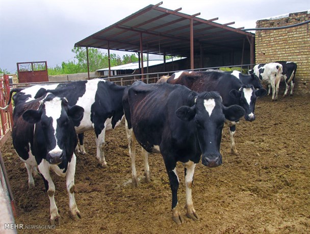 تلاش های دامدار کُردستانی با یک آرزوی کوچک شروع شد/ روایتی از موفقیت یک دامدار کردستانی