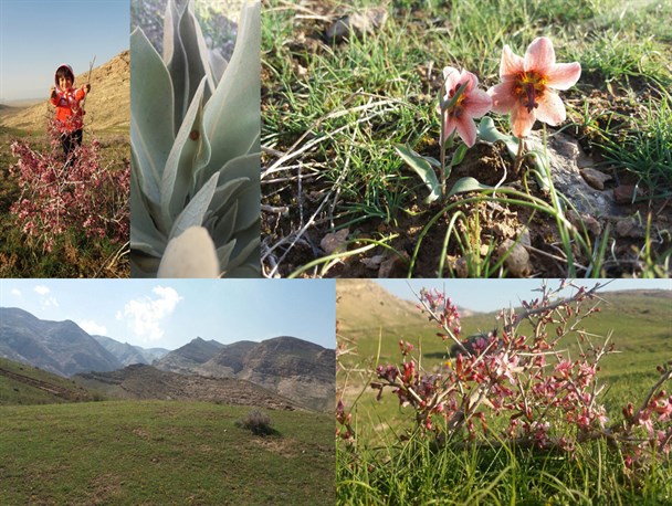 طبیعت زیبای روستای خرم آباد چناران+ عکس