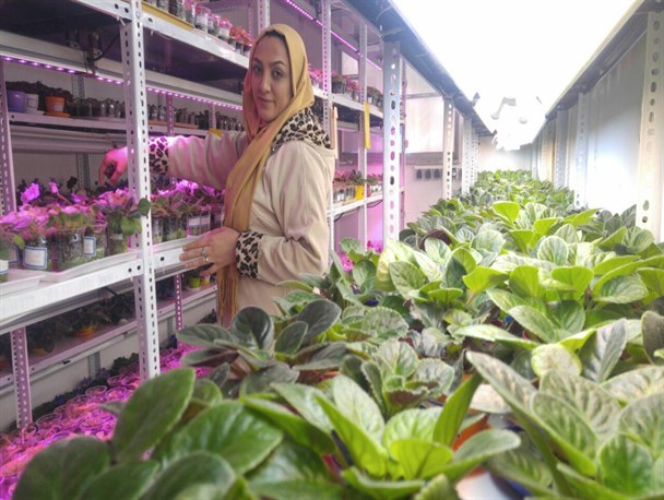 تولید بنفشه آفریقایی توسط بانوی کارآفرین گرگانی