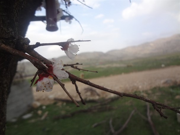 شکوفه های زیبای بهاری در دشت روم بویراحمد+تصاویر