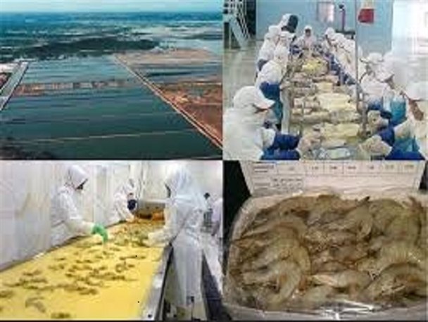با افزایش توسعه صنعت شیلات اشتغالزایی در منطقه ایجاد می شود/ رشد صنعت شیلات و آبزی پروری در چابهار