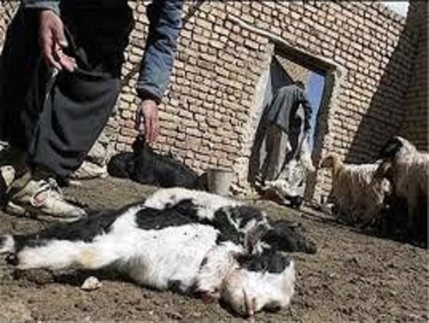 کشف بزرگترین قاچاق دام به کشور/ بیش از 3 هزار دام تلف شدند