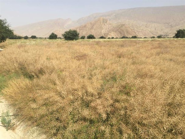 آغاز خرید تضمینی دانه های روغنی کلزا در شهرستان بستک