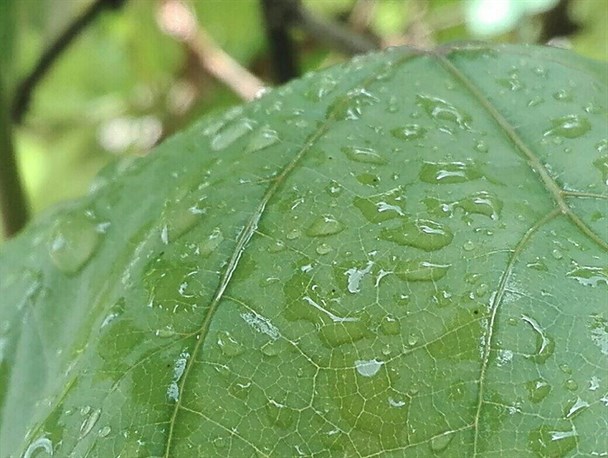 بارش باران بهاری و خوشحالی کشاورزان در چرام+ تصاویر