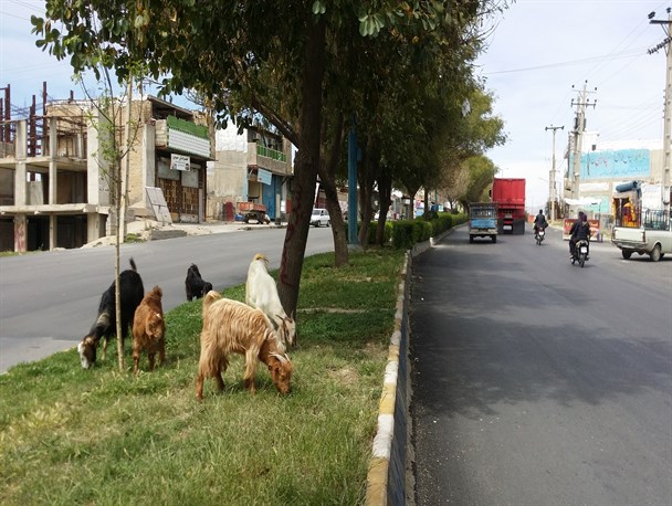 چرای گوسفندان در تفرجگاه ها/ پوشش گیاهی مراتع،رشد نکرده بلعیده شد