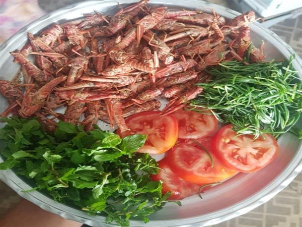 ملخ خوری در هرمزگان+تصویر