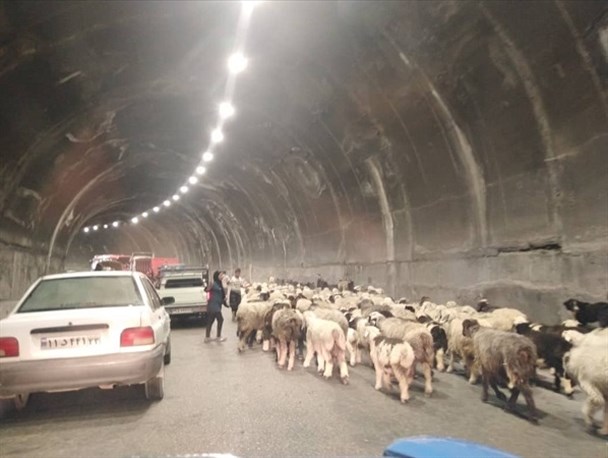 کوچ زودهنگام عشایر و خطرات جانی در محورهای اصلی /ترافیک "دام ها" در تونل های یاسوج بابامیدان +تصاویر