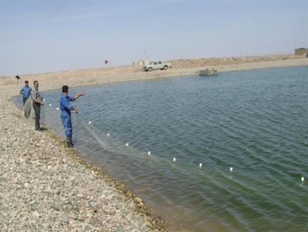 وقتی اقتصاد مقاومتی درون آب معنا می شود/ تجهیز سلاح اقتصاد با کمک ماهی های گرمابی در قصرشیرین