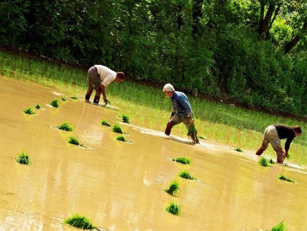 تصاویر زیبایی از نشاء سنتی برنج در آمل
