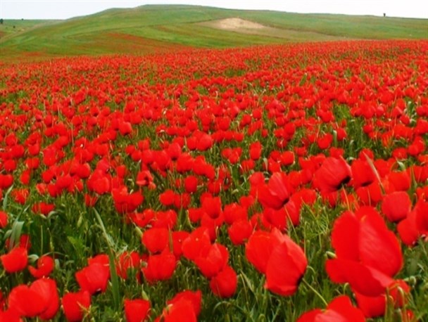 جلوه ای از بهشت در دشت سرخ شقایق های کمیجان+عکس