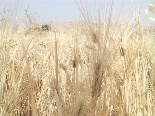 پیش بینی افزایش برداشت ۳۰ درصدی گندم از مزارع باغملک