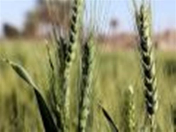 مبارزه با آفت سن گندم درسطح ۲۰ هزار هکتار از مزارع آذربایجان غربی