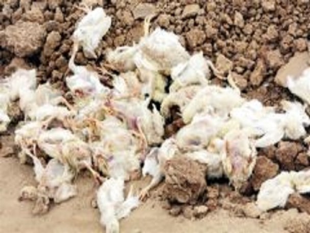 رها سازی ۱۰هزار قطعه تلفات مرغ گوشتی در اردستان