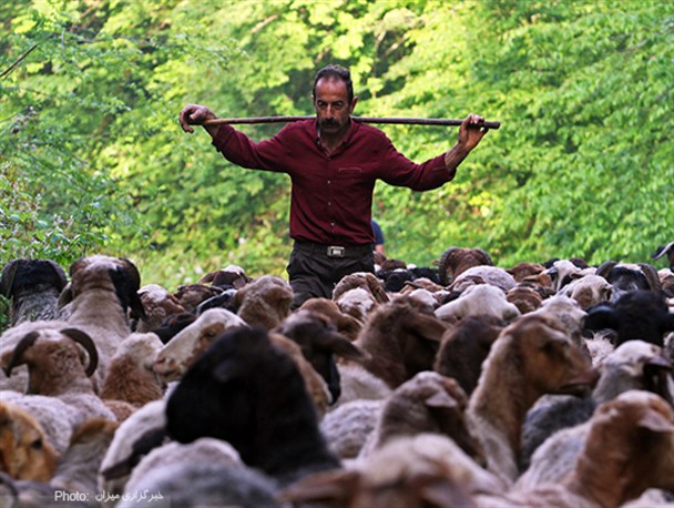 کوچ بهاره دام ها/تصاویر