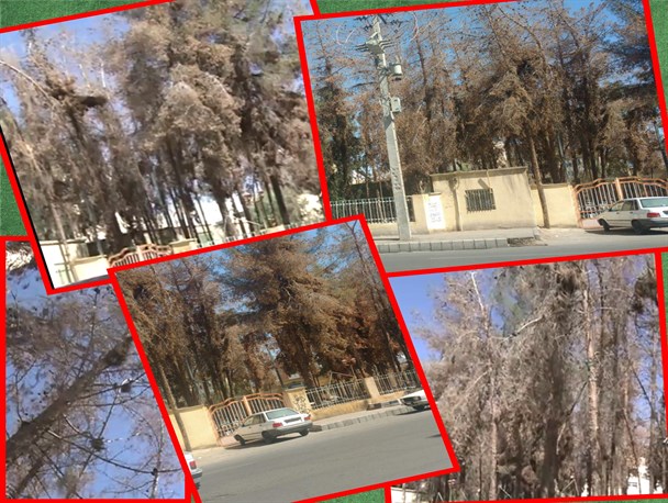 خشکاندن تعمدی 120 درخت کهنسال در زاهدان/با تخریب کنندگان فضای سبز برخورد می شود