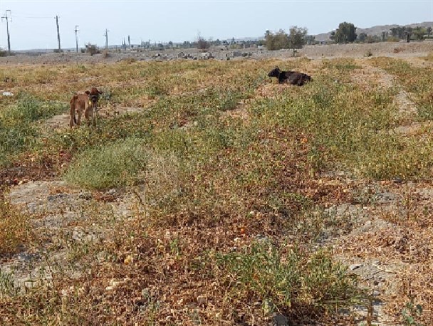 پیاز و گوجه کشاورزان جنوب کشور؛ بدون خریدار/ محصولات با کیفیتی که خوراک دام می‌شود