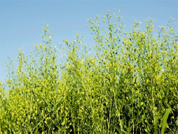 کشت دانه روغنی "کاملینا" در بیش از ۲۰۰ هکتار از مزارع استان کرمانشاه