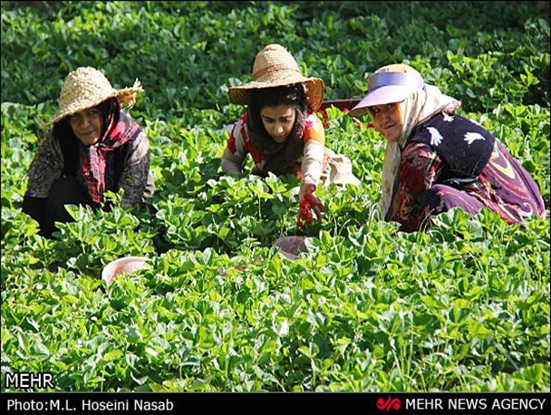 تصاویر/برداشت توت‌فرنگی در کردستان